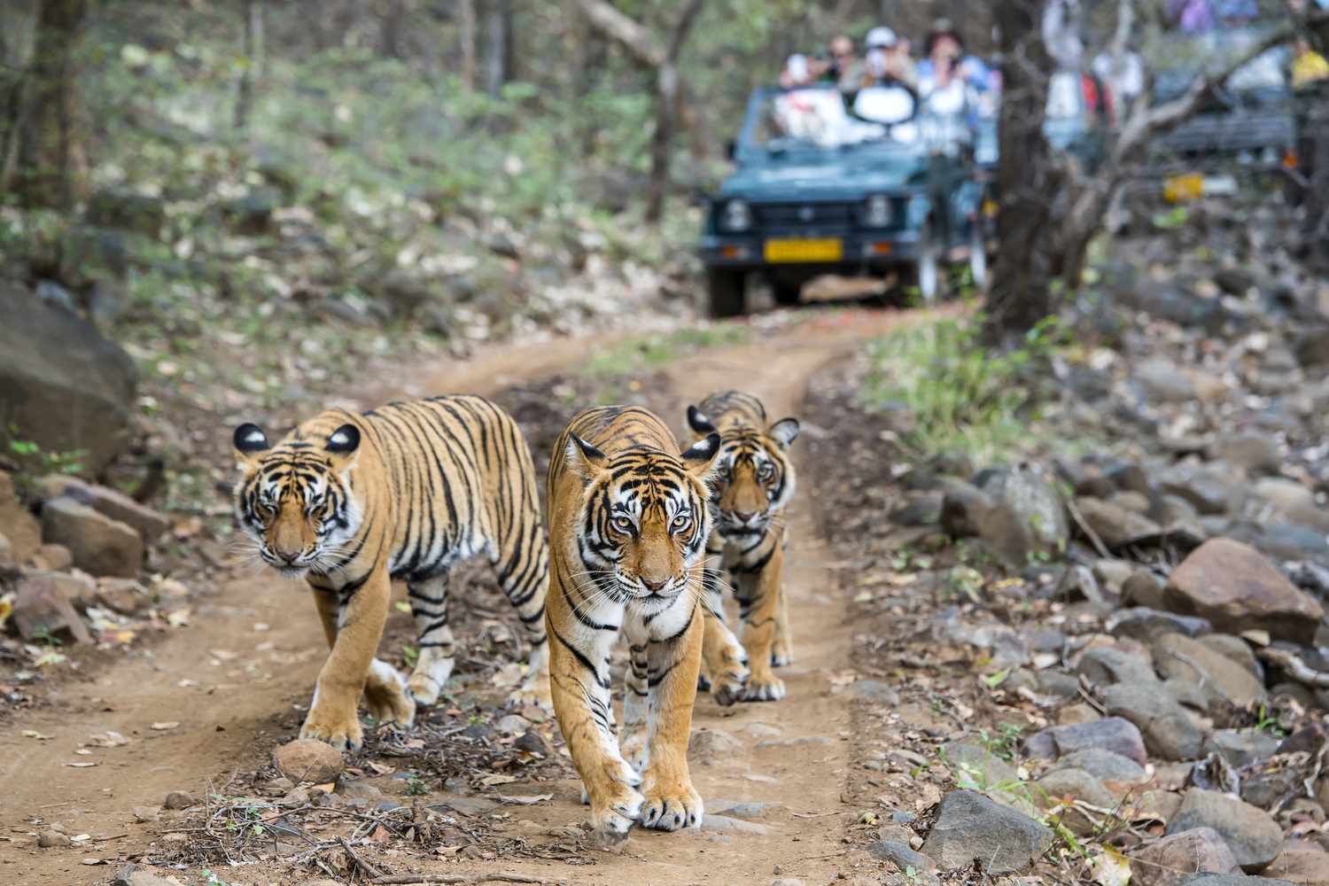 Golden triangle with ranthambore 8 days
