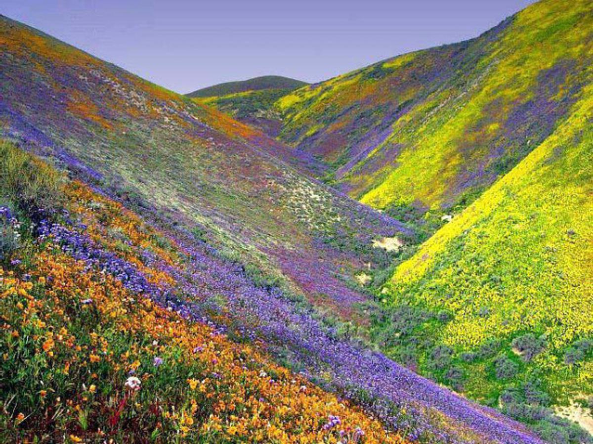 Valley of flowers 5days tour